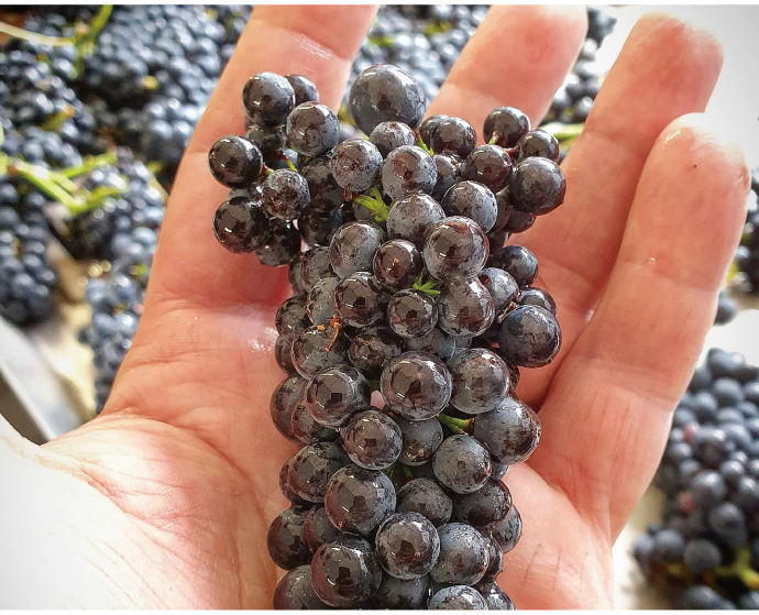 Pinot Magnien grape bunch